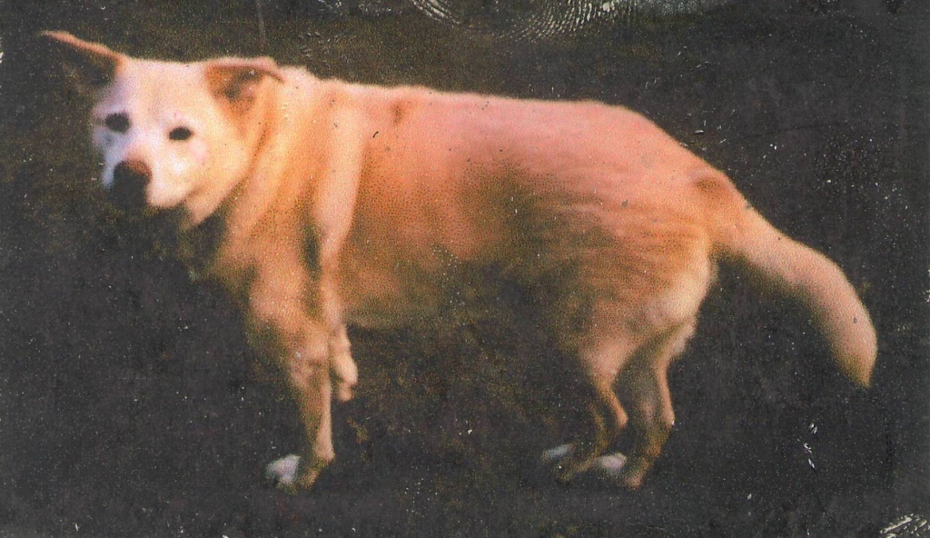 The Animal House Buzzards Bay, MA Rainbow Bridge
